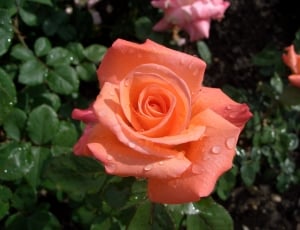 Water, Drip, Rose, Rose Bloom, Plant, flower, rose - flower thumbnail