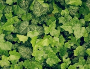 green, leaf, plant, vegetable, green color, leaf thumbnail