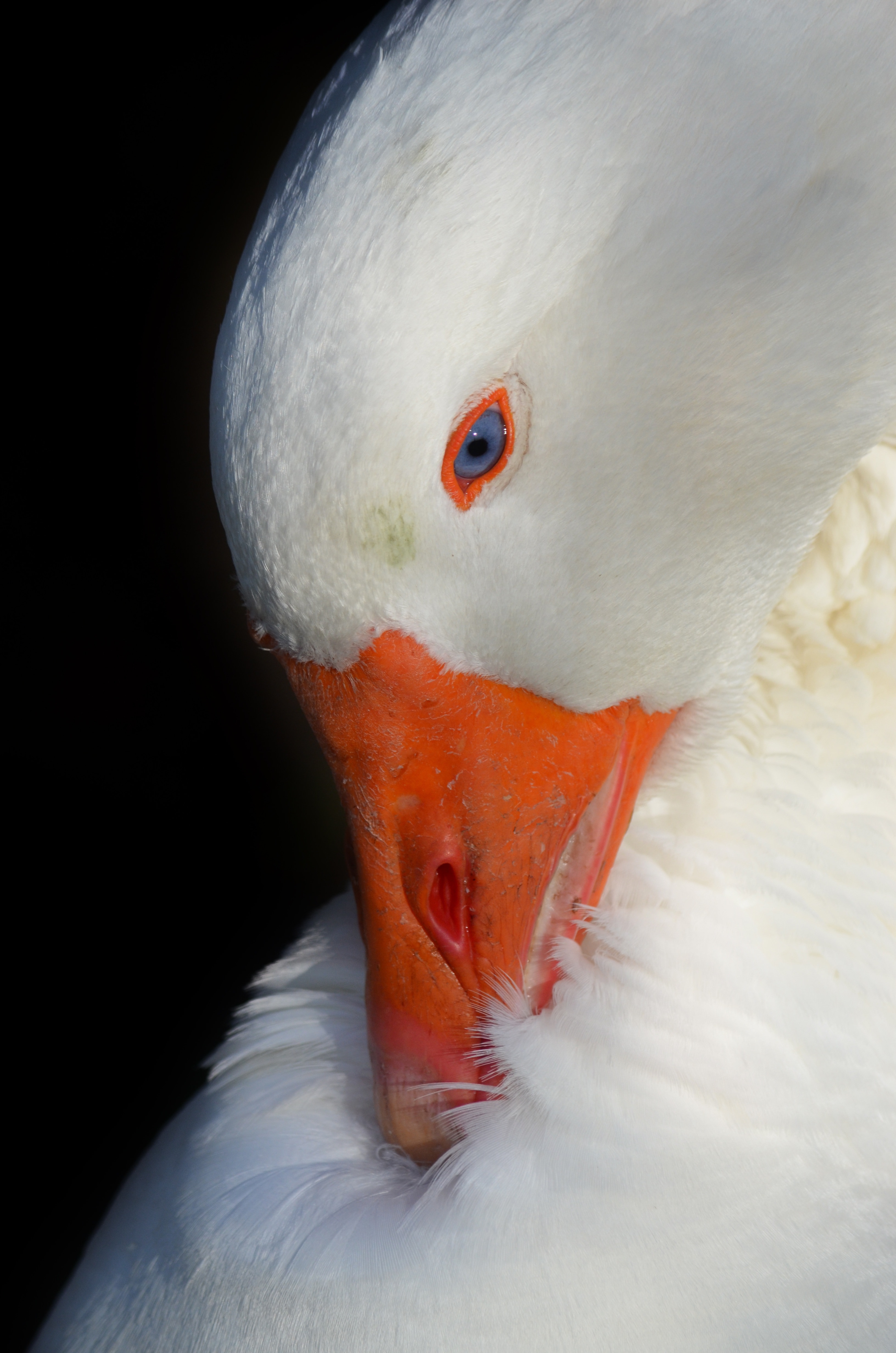 white duck