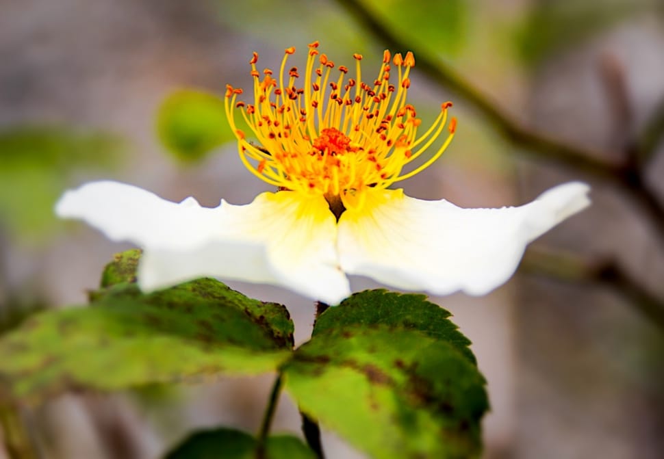 yellow pollen white petaled flower preview