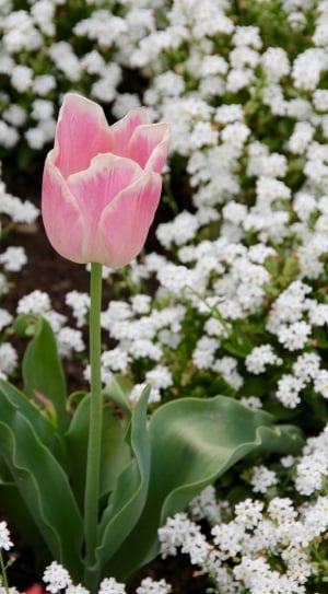 pink tulip thumbnail