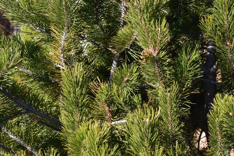 close up photo of pine tree preview