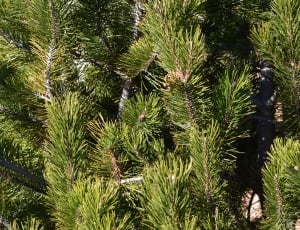 close up photo of pine tree thumbnail
