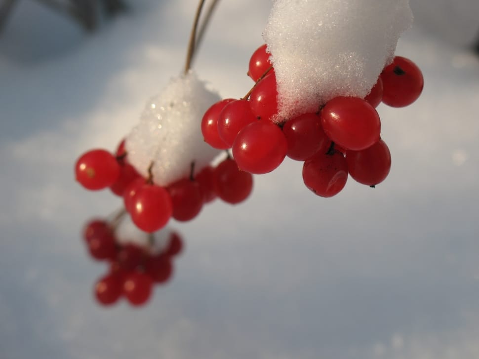 Russia, Winter, Nature, Rowan, red, healthcare and medicine preview
