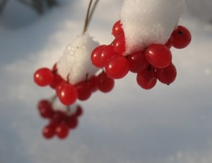 Russia, Winter, Nature, Rowan, red, healthcare and medicine thumbnail