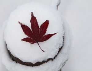 Autumn Leaves, Snow, Winter, red, white background thumbnail