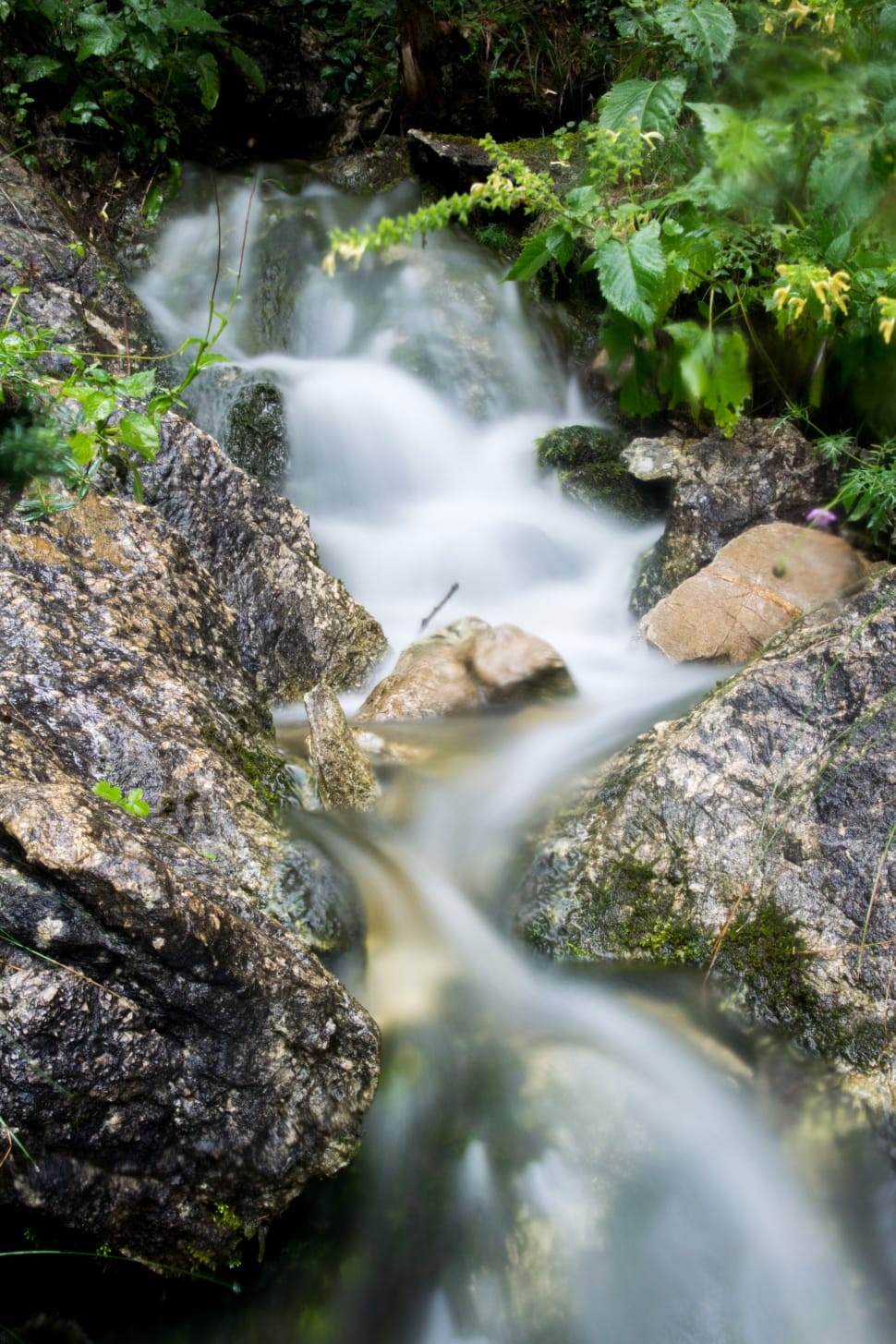 green grasses preview