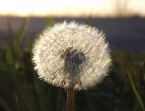 selective focus photography of white dandelion thumbnail