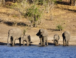 four Elephants near water during daytime thumbnail