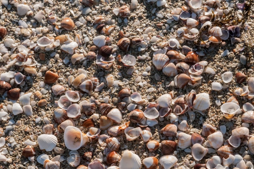 white and brown sea shells preview