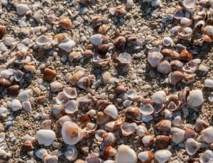 white and brown sea shells thumbnail
