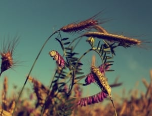 Field, Poland, Harvest, Plant, Summer, nature, flower thumbnail