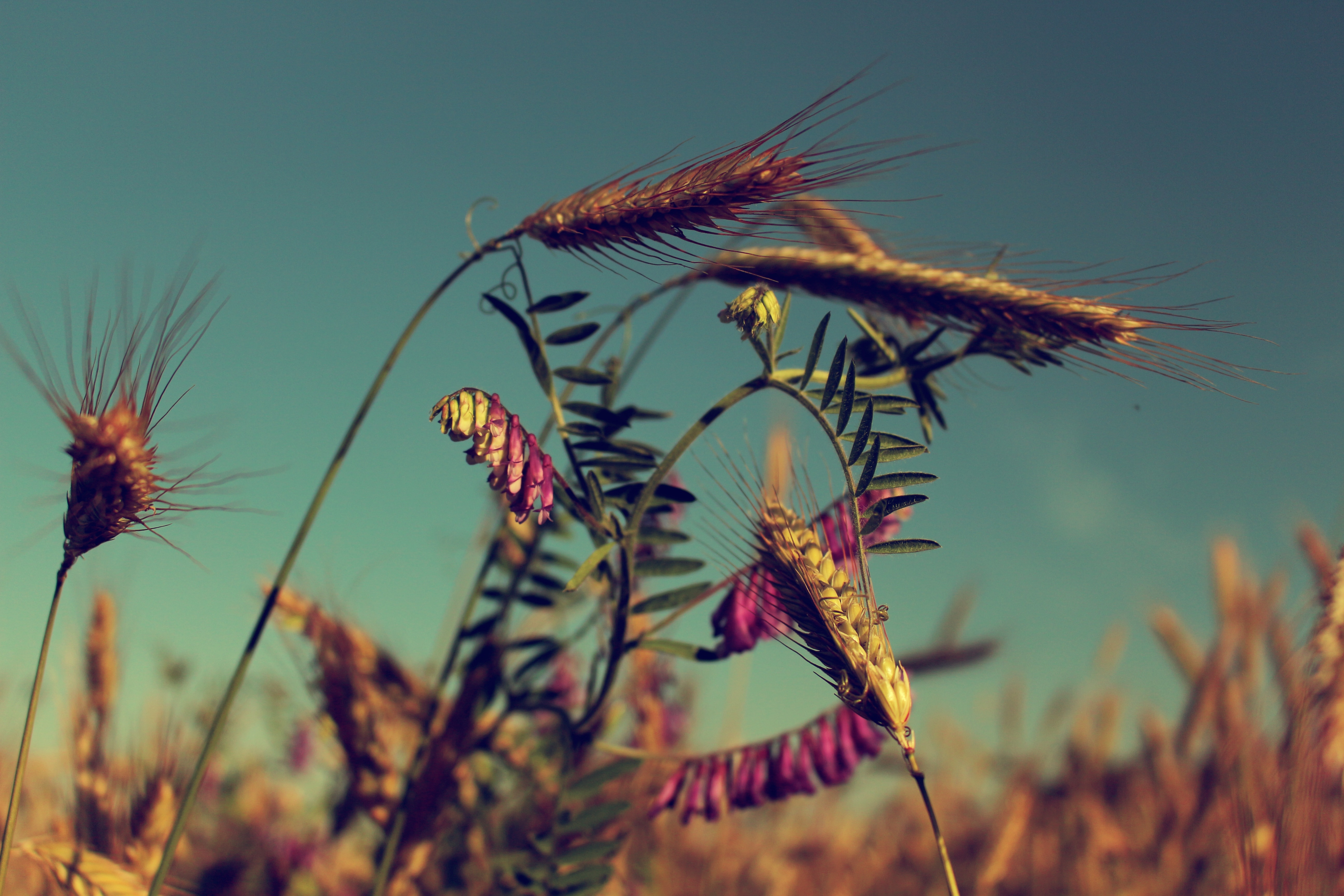 Field, Poland, Harvest, Plant, Summer, nature, flower