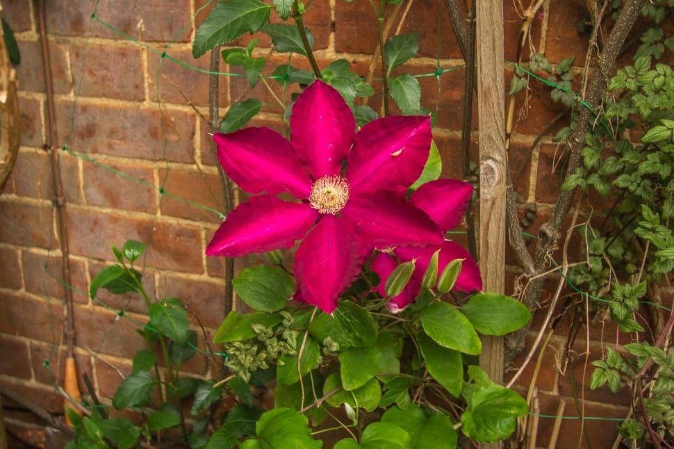 red clematis preview