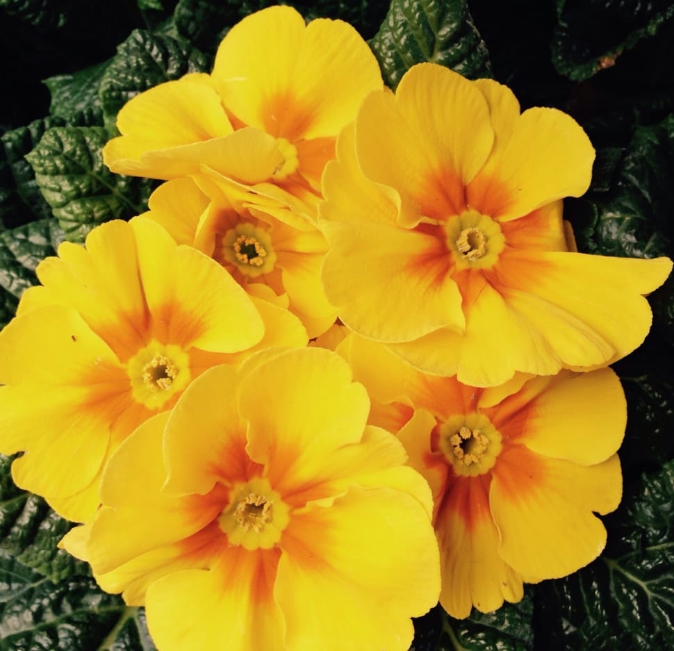 Primula, Flowers, Spring, Easter, Yellow, flower, yellow preview