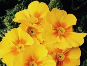 Primula, Flowers, Spring, Easter, Yellow, flower, yellow thumbnail