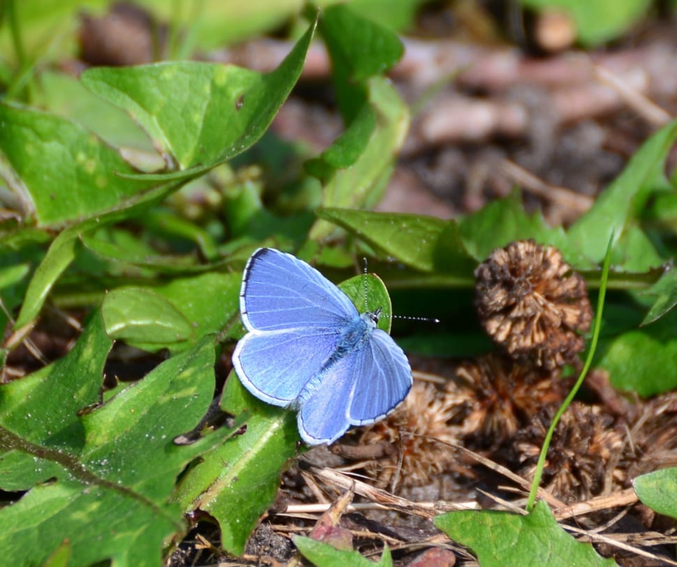 Butterflies, Butterfly, Adonis Blue, leaf, flower preview