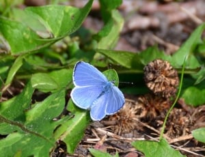 Butterflies, Butterfly, Adonis Blue, leaf, flower thumbnail
