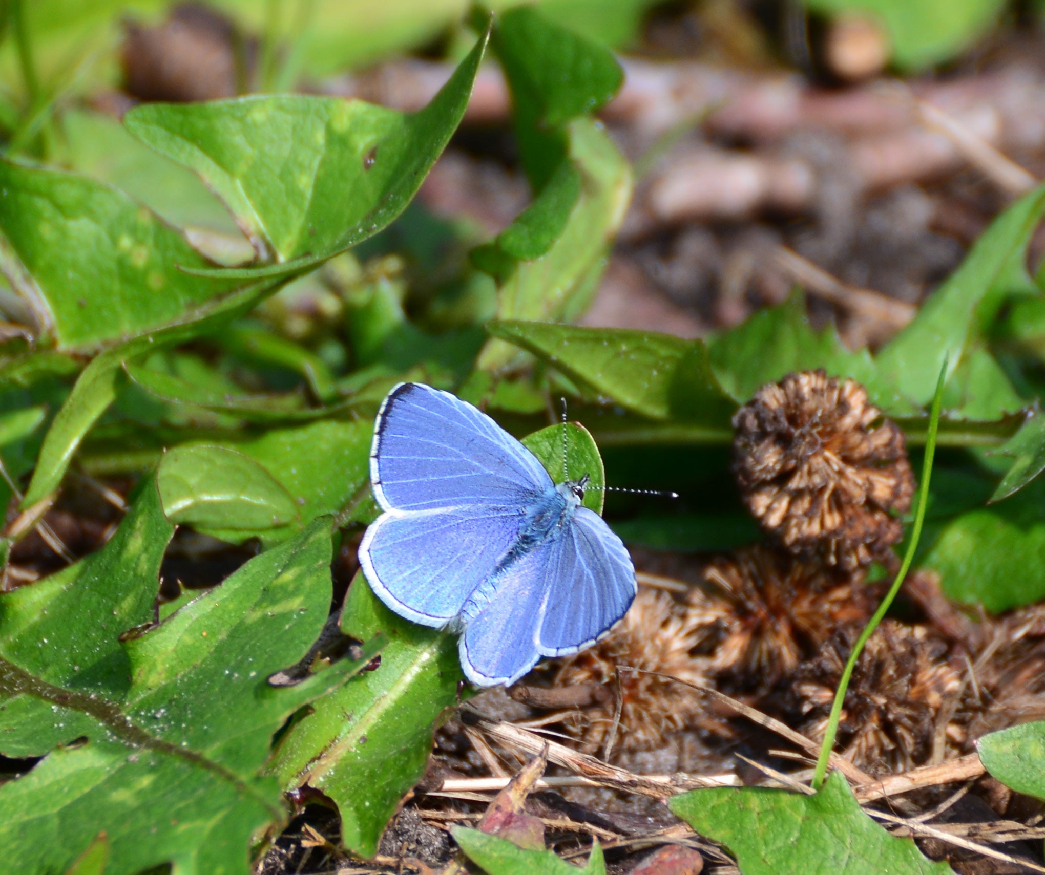 Butterflies, Butterfly, Adonis Blue, leaf, flower