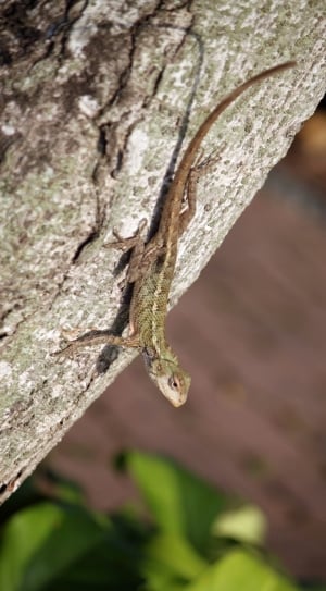 brown and green lizard thumbnail