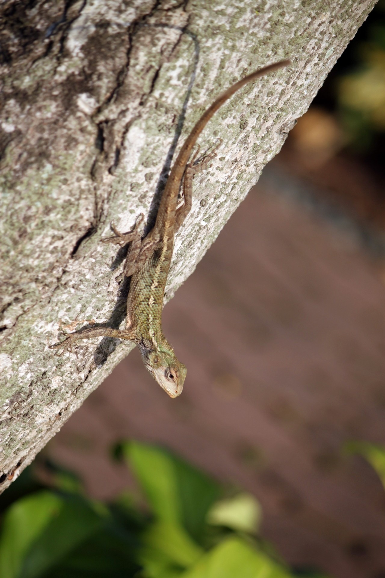 brown and green lizard
