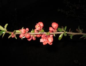red apple blossoms thumbnail
