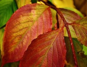 red leaves plant thumbnail