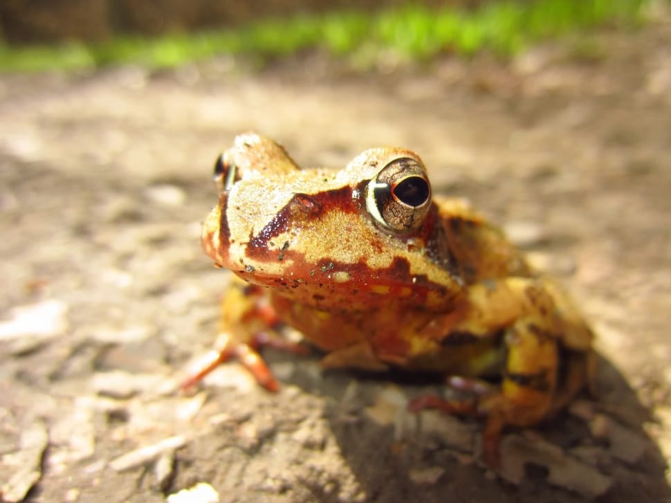 brown frog on ground during daytime\ preview