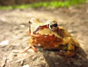 brown frog on ground during daytime\ thumbnail