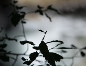black leaves thumbnail