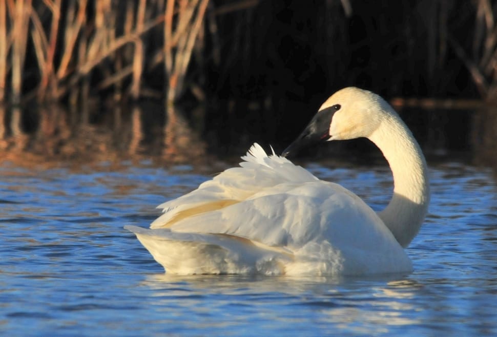 Wildlife, Trumpeter Swan, Bird, Nature, one animal, animals in the wild preview