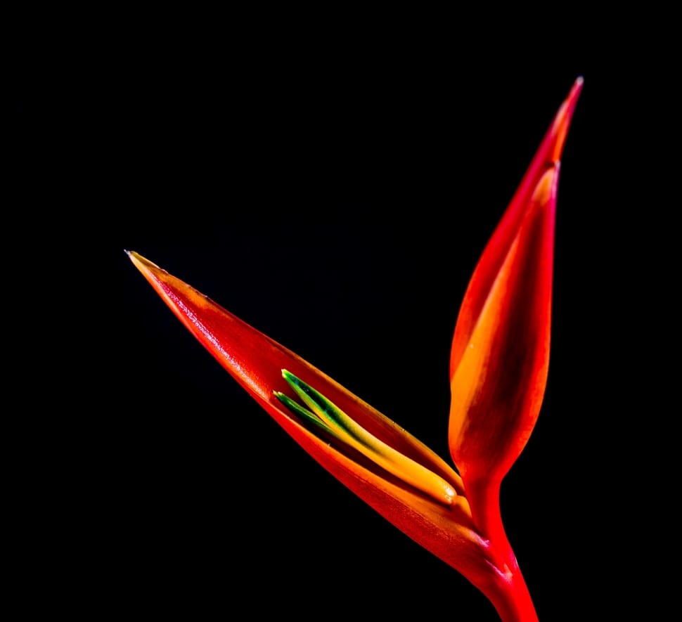 Strelitzia, Red, Flower, Bloom, Blossom, red, black background preview