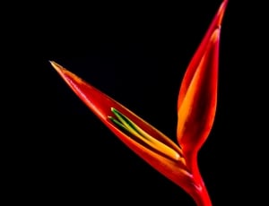 Strelitzia, Red, Flower, Bloom, Blossom, red, black background thumbnail