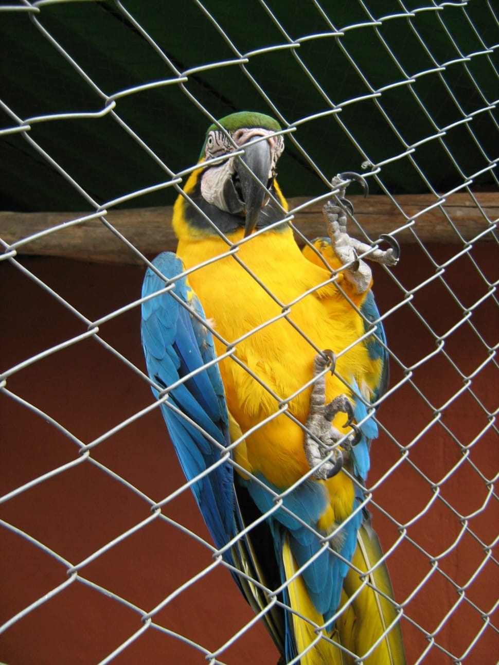 Blue, Yellow, Parrot, Cage, Zoo, Ave, parrot, cage preview