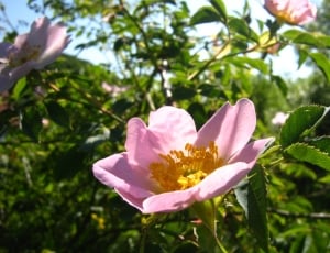 Foliage, Rose, Csipkebogyóvirág, Brian, ,  thumbnail