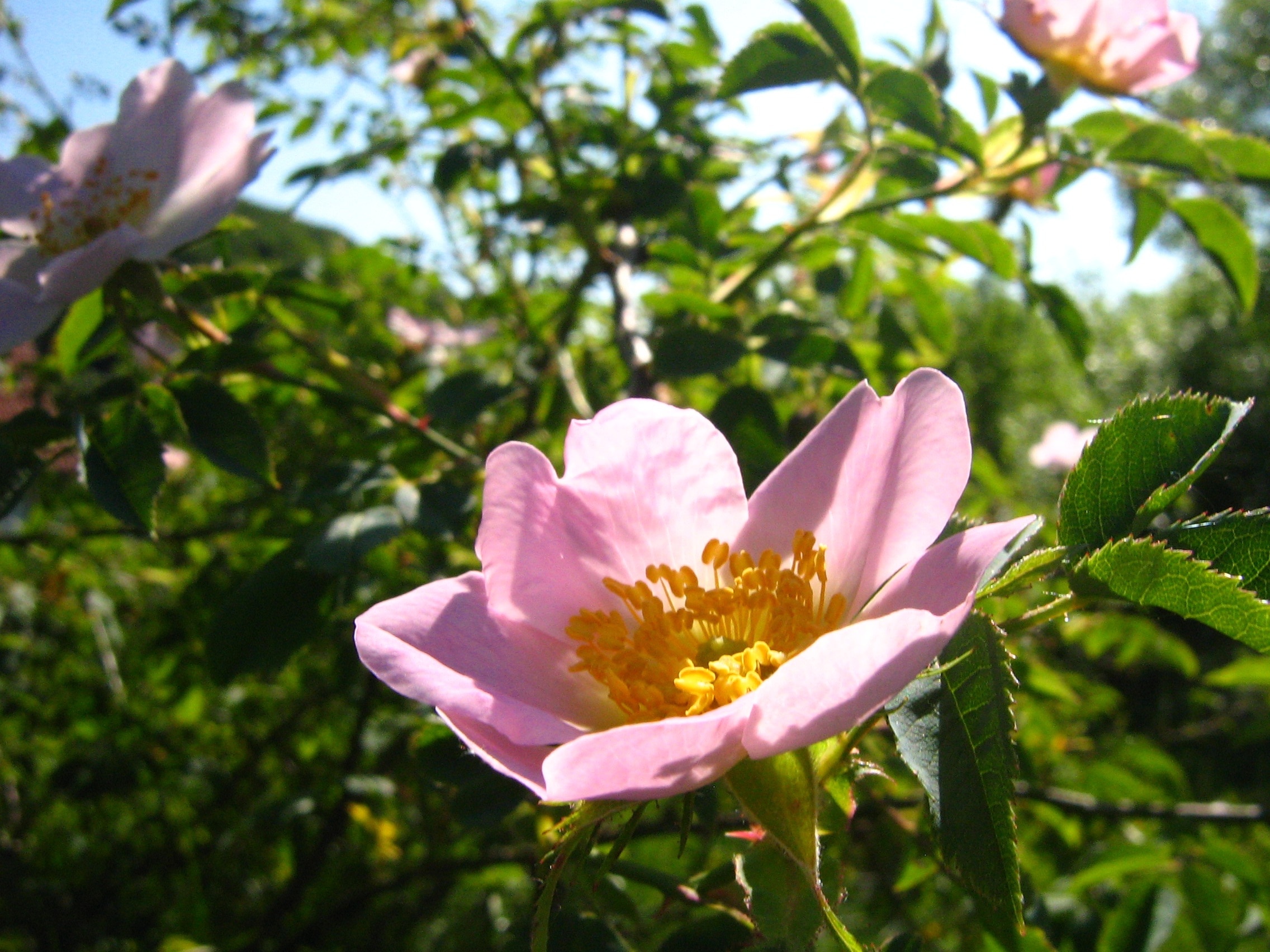 Foliage, Rose, Csipkebogyóvirág, Brian, , 