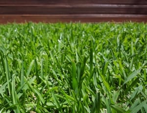 Deck, Grass, Green, green color, grass thumbnail