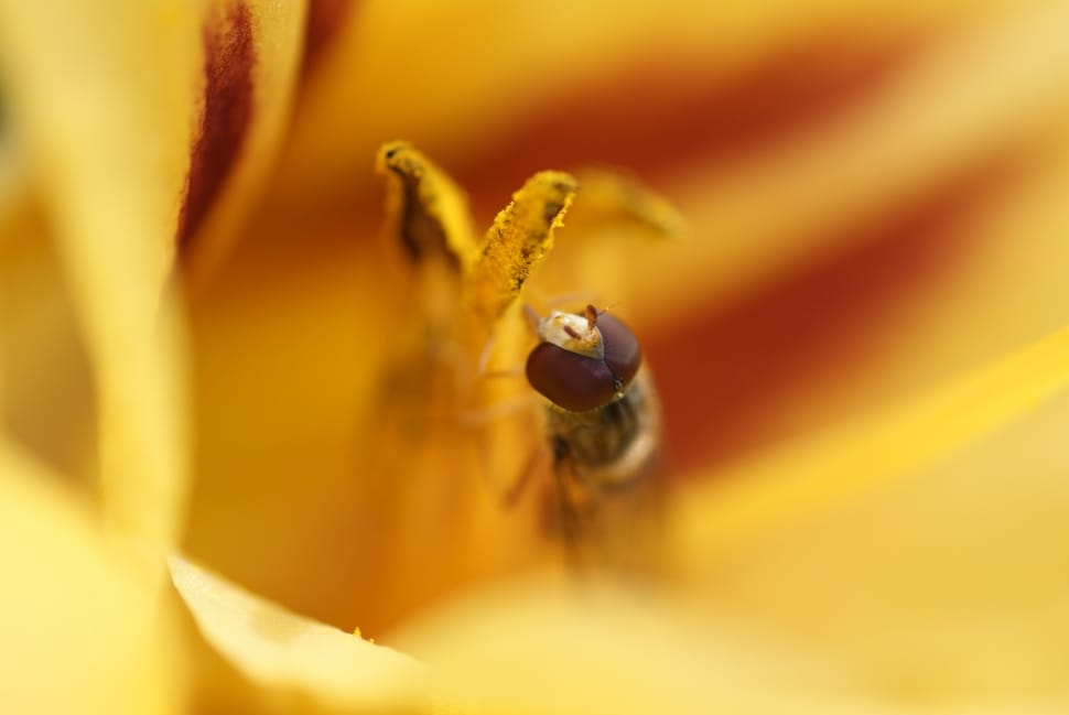 Daylily, Insect, Macro, Hover Fly, animal themes, one animal preview