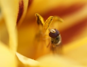 Daylily, Insect, Macro, Hover Fly, animal themes, one animal thumbnail