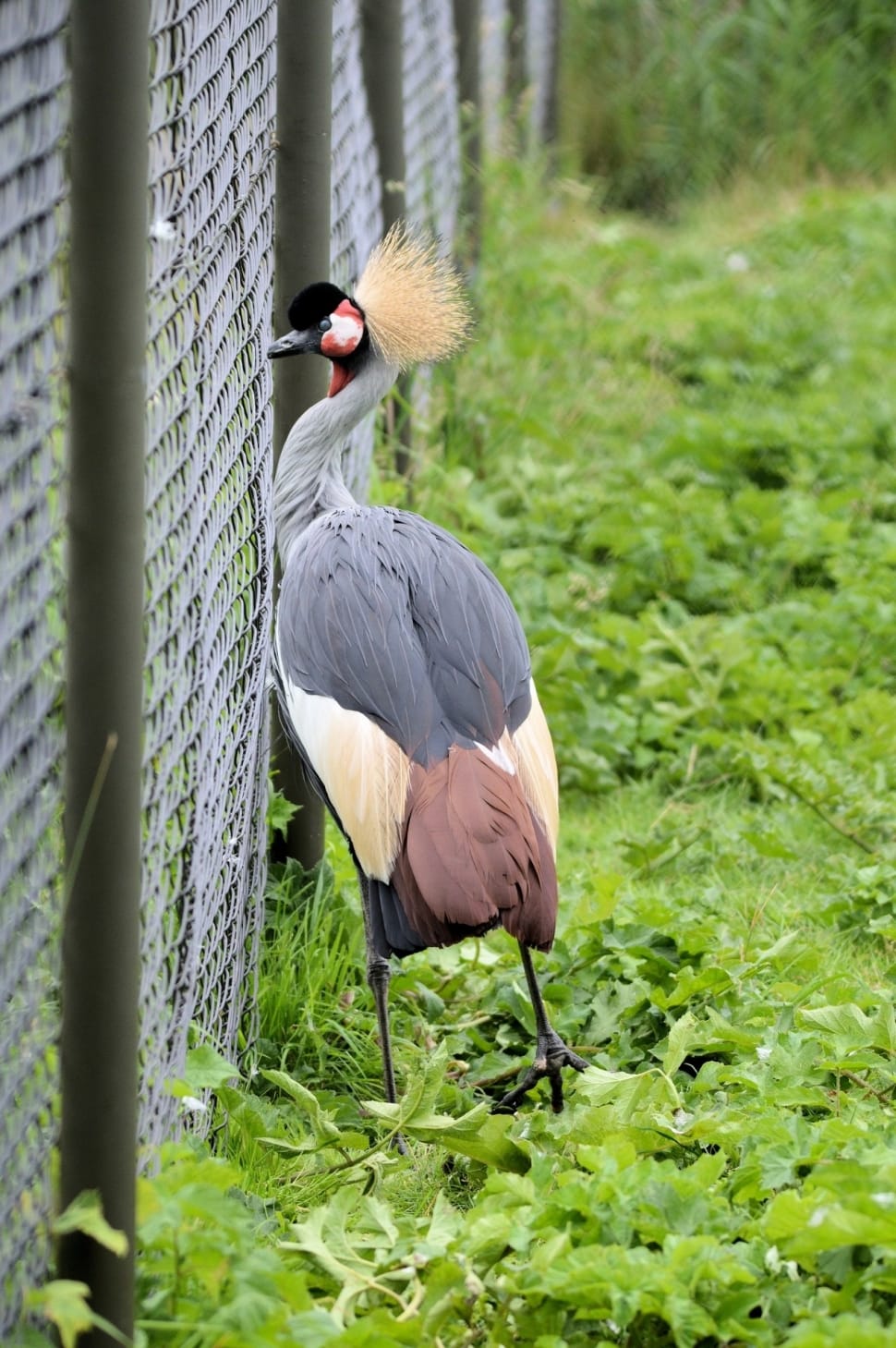 gray and brown long neck bird near the chain link wire fence preview