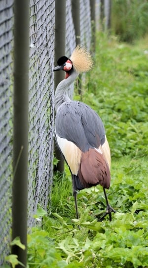 gray and brown long neck bird near the chain link wire fence thumbnail