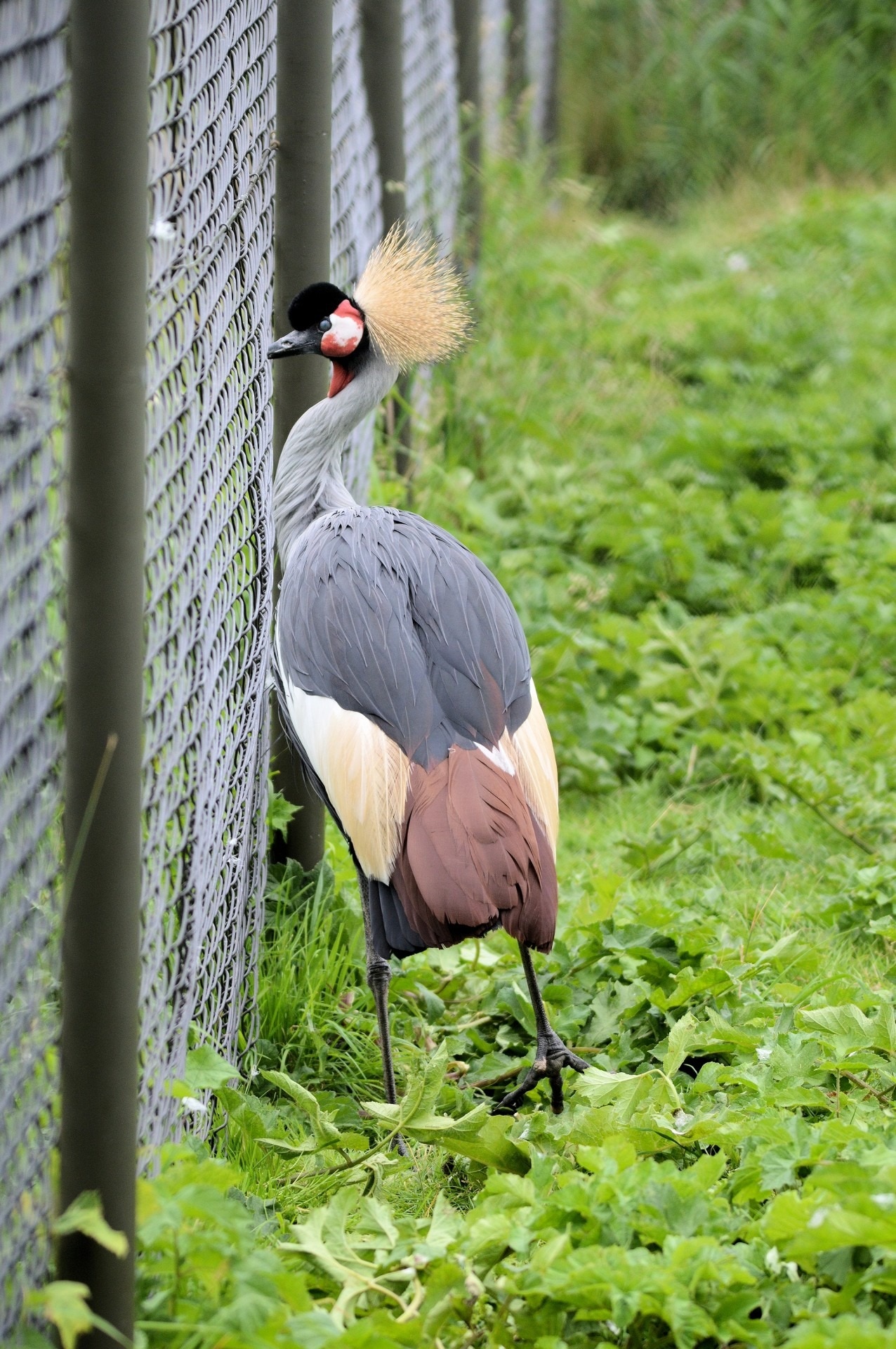 gray and brown long neck bird near the chain link wire fence