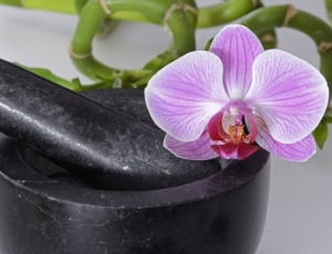 purple orchid and brown wooden mortar and pestle thumbnail