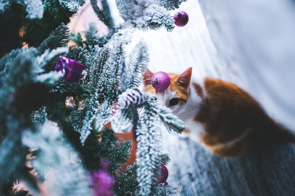 brown and white short fur cat under green and white decorative christmas tree during daytime preview