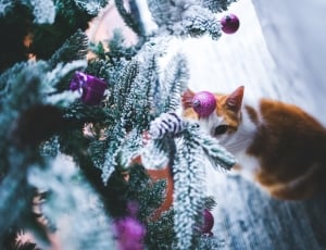brown and white short fur cat under green and white decorative christmas tree during daytime thumbnail