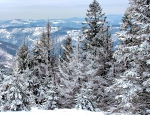 Mountains, Tree, Landscape, Snow, Winter, snow, winter thumbnail