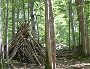 wood formed a tent on trees thumbnail