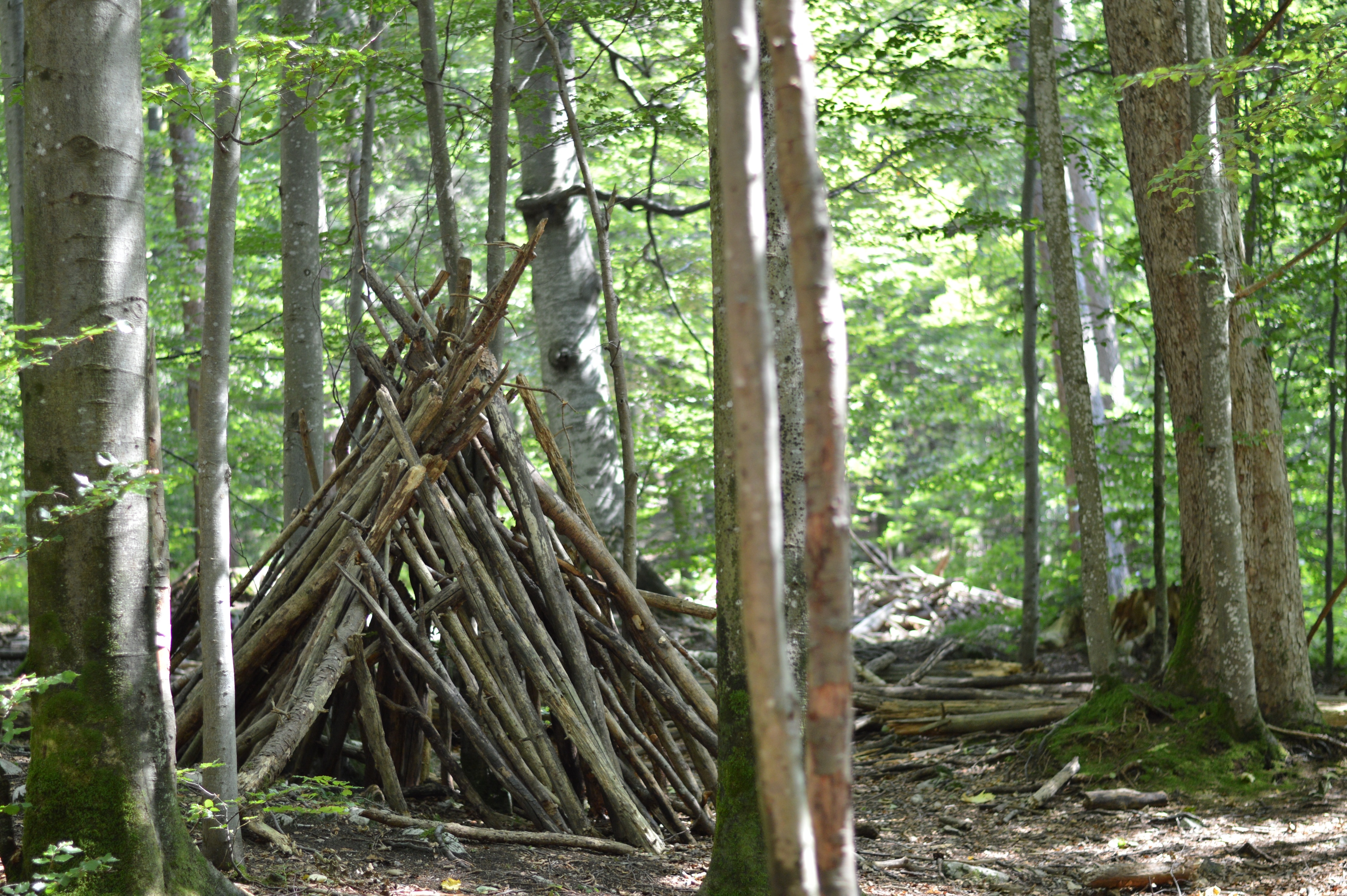 wood formed a tent on trees