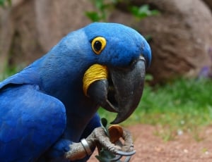 blue and yellow parrot thumbnail