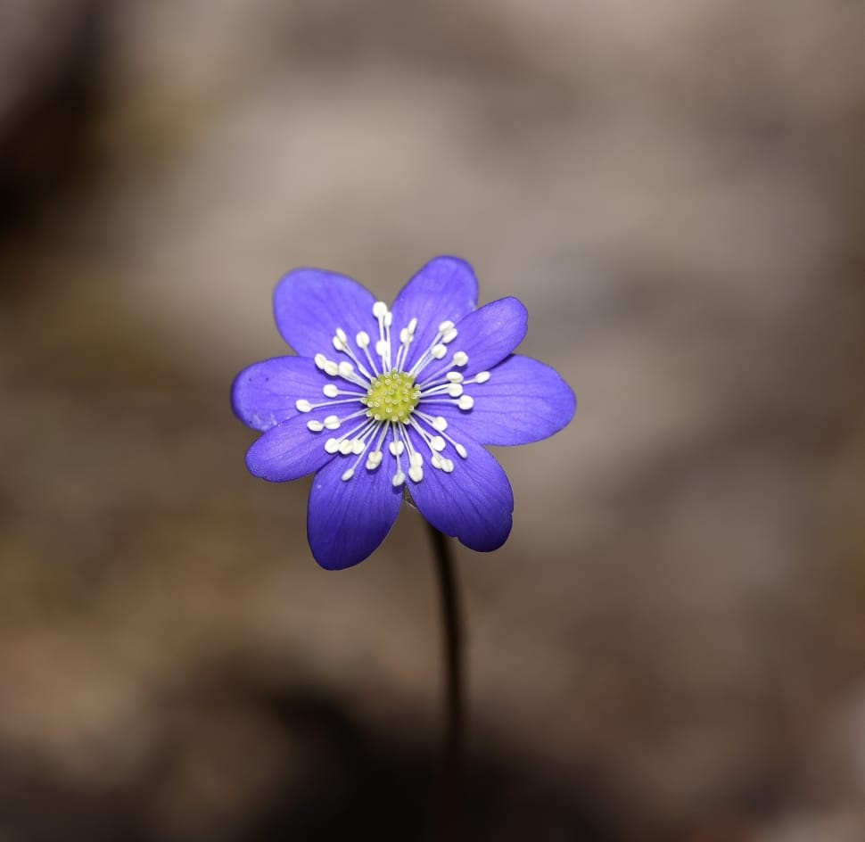 selective photograph of purple petaled flower preview